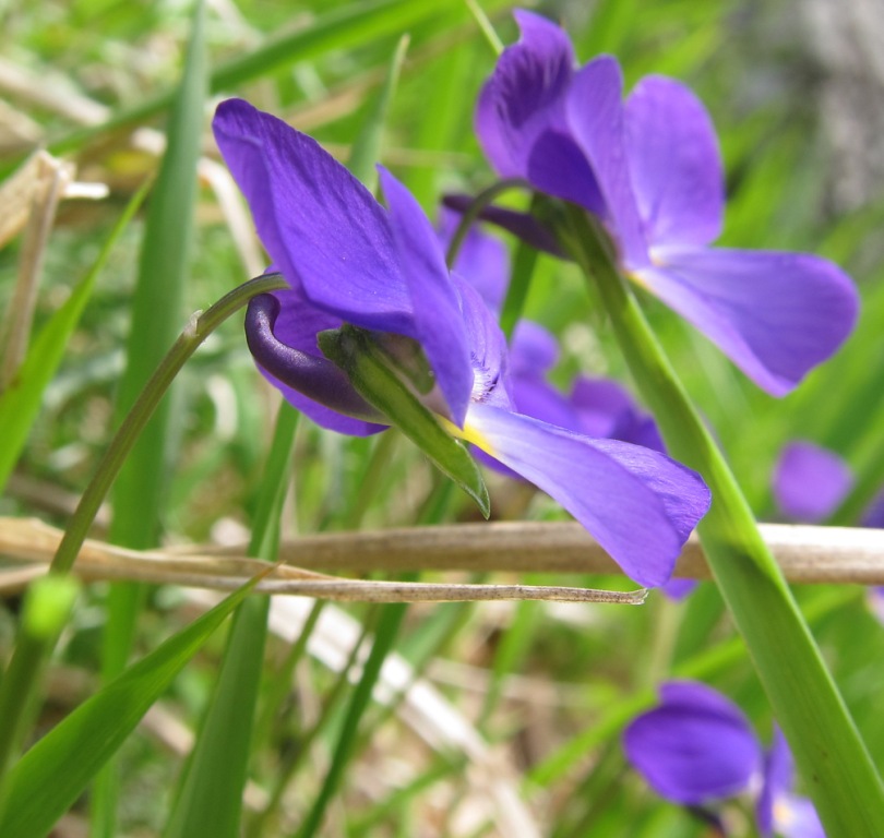 Viola cassinensis (=Viola pseudogracilis) / Viola di Montecassino